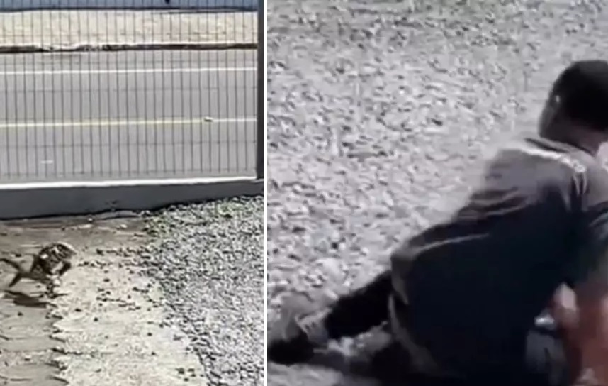 VÍDEO : Lagarto se irrita e corre atrás de homem que o acertou com uma pedra em Guaramirim