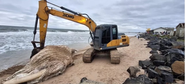 Baleia-jubarte aparece morta em Balneário Barra do Sul