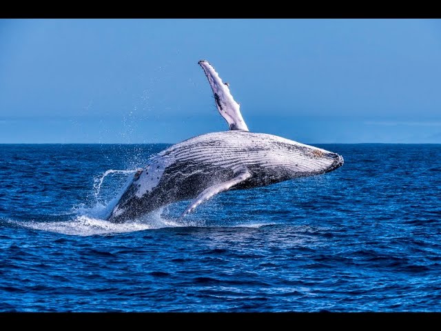 Encontro surpreendente: pescador registra baleia bem pertinho de barco em SC