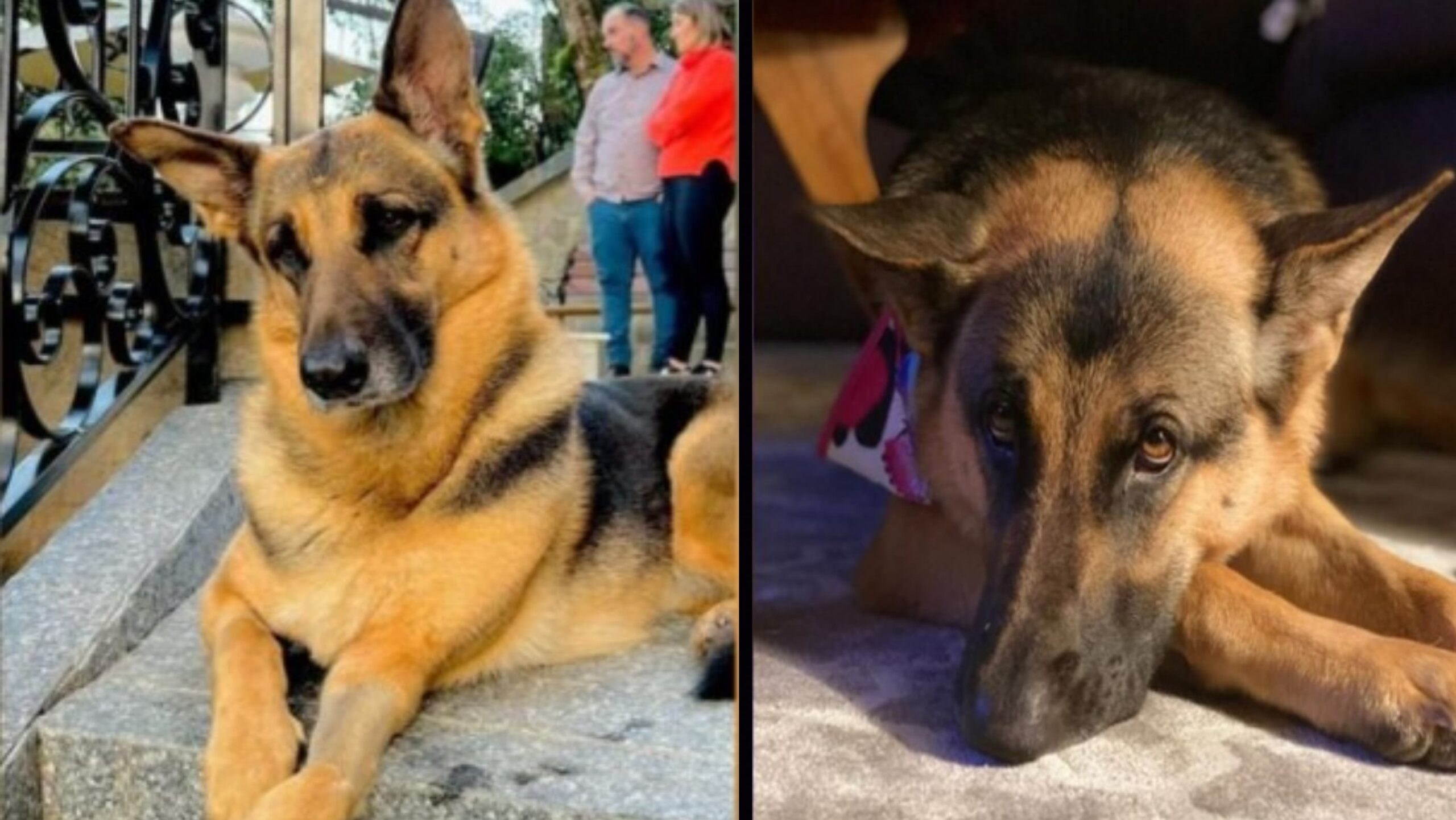 Comoção em São Bento do Sul: Amora, a Cachorra que Ia à Igreja, Morre Após Cirurgia