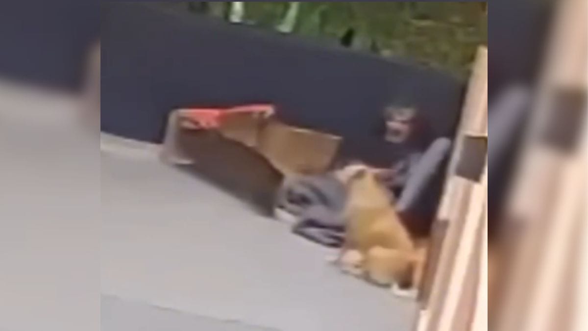 MPSC pede prisão preventiva de homem flagrado abusando de cachorra em SC