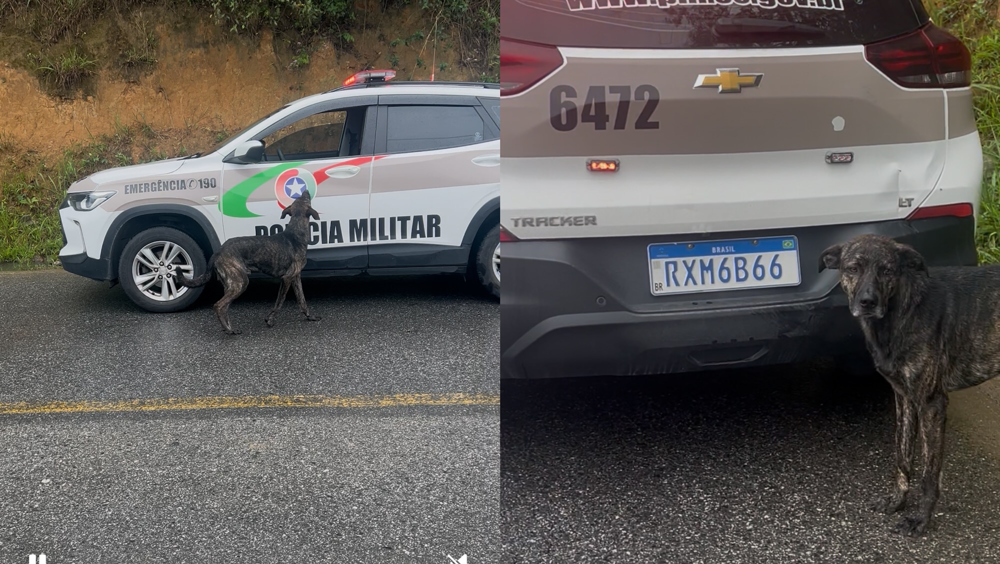 Companheiro até o fim: cachorro segue viatura após dono ser preso em SC