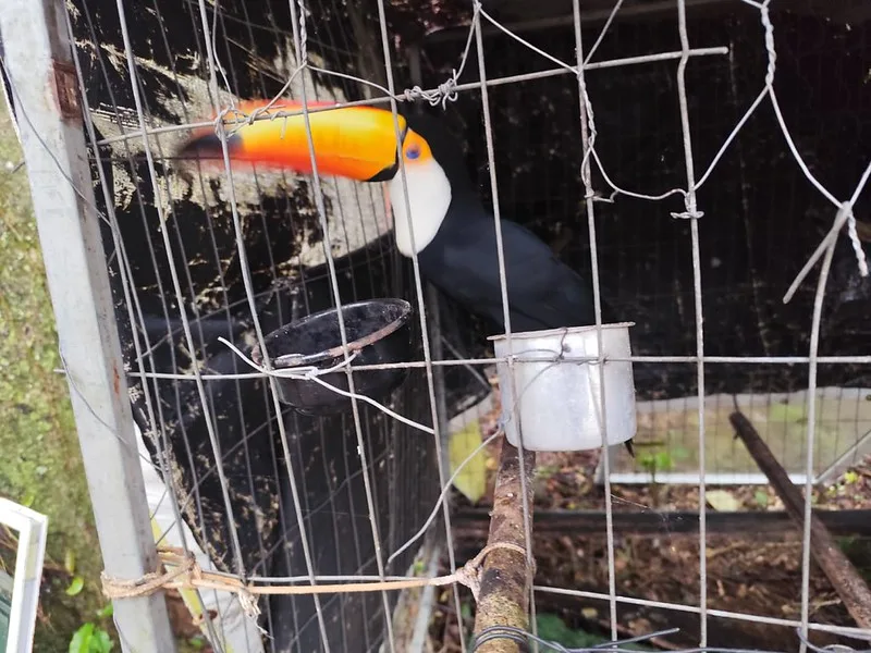Operação contra tráfico de animais seis pessoas e resgata tucano, cobra e aves em SC (2)