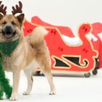 CBEA de Joinville participam do Desfile de Natal deste sábado