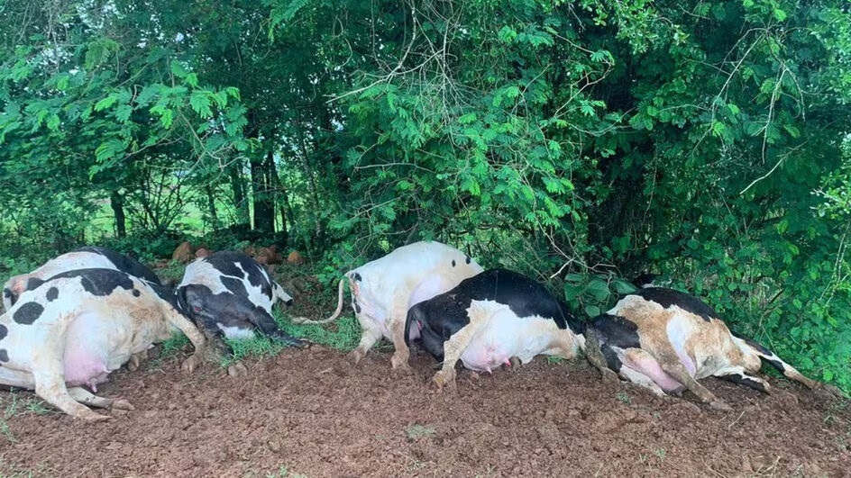 Raio mata sete vacas holandesas em propriedade de SC