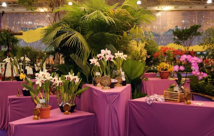 Mais belas plantas da Festa das Flores 2024 serão premiadas no domingo