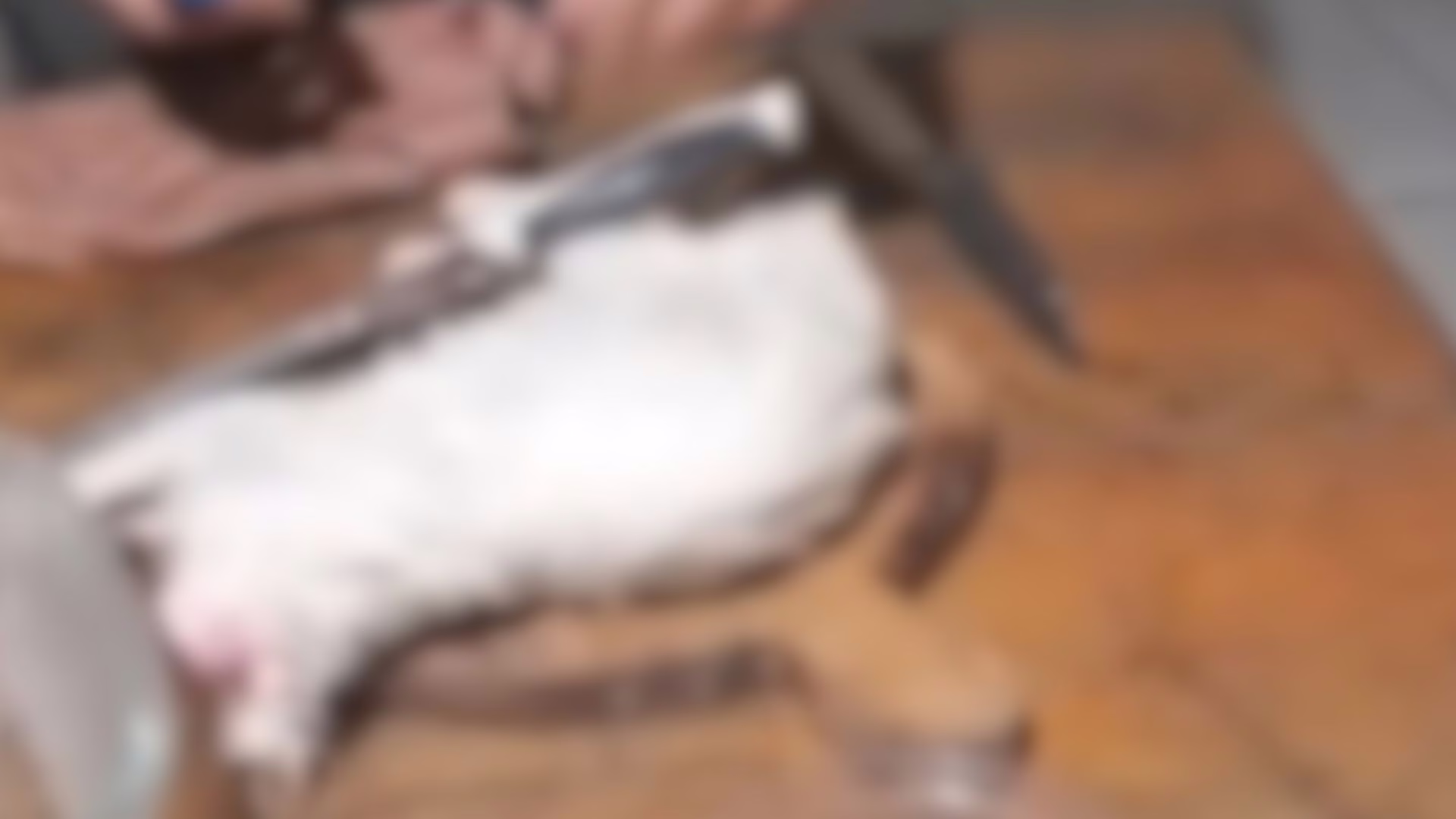 Homem é preso após matar e comer cachorros e gatos em SC; ‘não me arrependo’