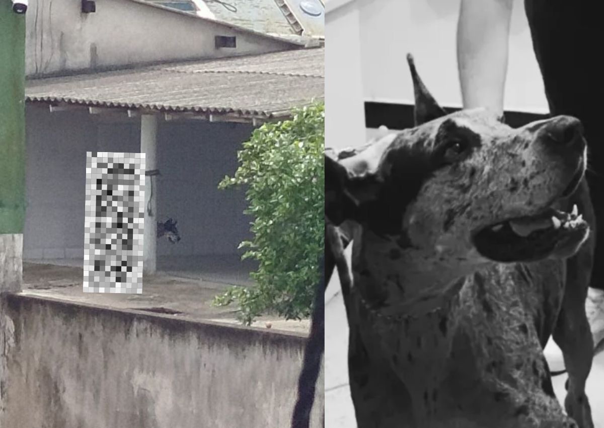 Cadela abusada em Navegantes é devolvida à família do autor e população se revolta