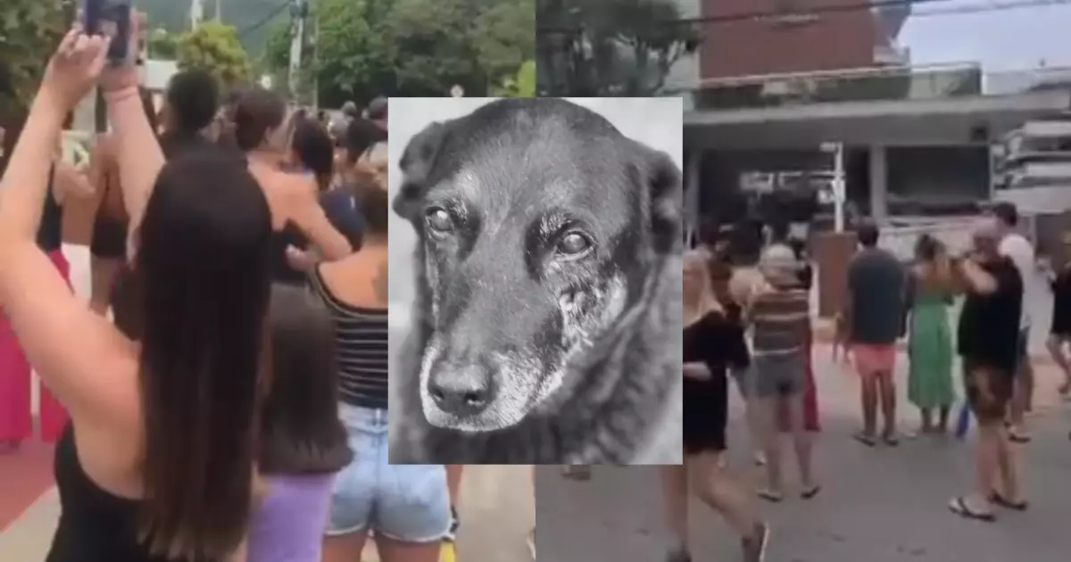 Justiça pelo Orelha: moradores protestam em Florianópolis após cão ser assassinado