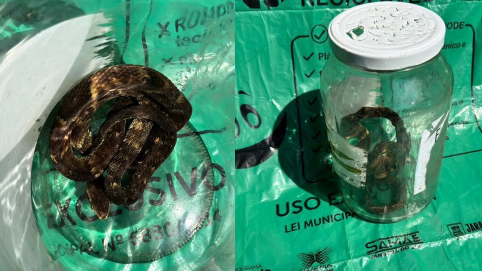 "Se o frasco quebra e a cobra pica alguém": jararaca viva é achada em cooperativa de reciclagem em SC