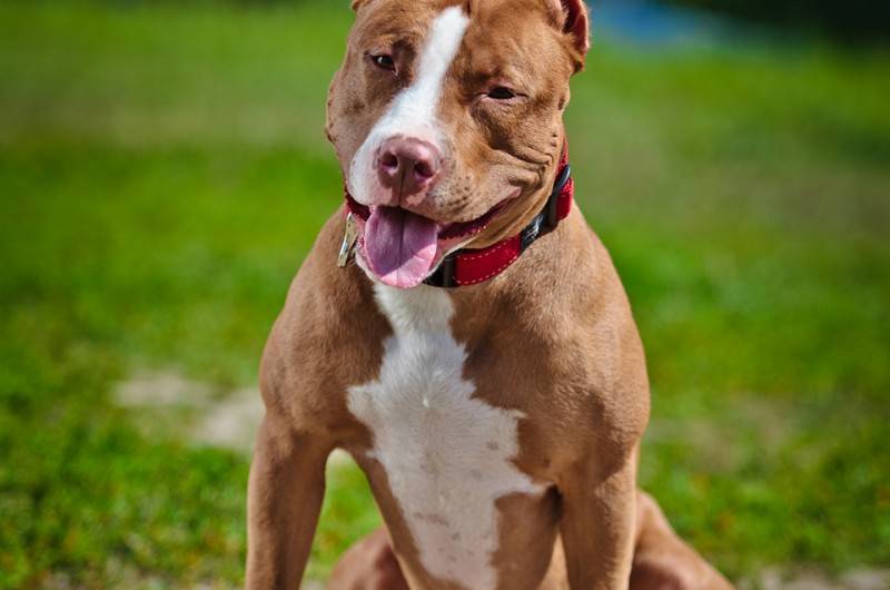 Pitbull invade propriedade e morde moradora na localidade da Lança, em Porto União
