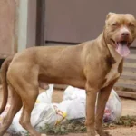 Polícia Militar abate pitbulls e prende quatro pessoas após confusão em Canoinhas