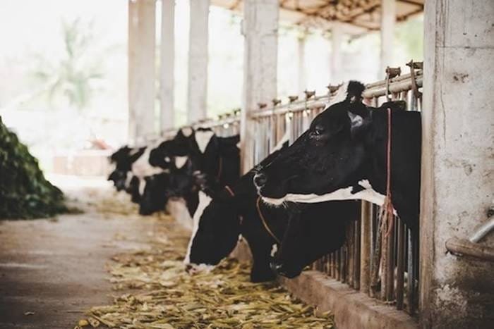 Planalto Norte: Venda de 40 cabeças de gado causa prejuízo a produtor rural